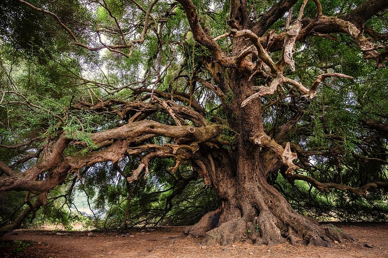 albero più antico del mondo